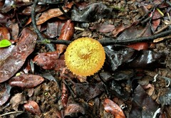 Agaricus trisulphuratus