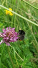 Bombus lapidarius
