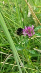 Bombus lapidarius