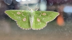 Thetidia albocostaria