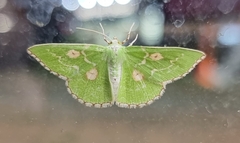 Thetidia albocostaria