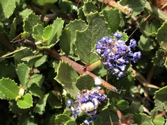 Ceanothus gloriosus