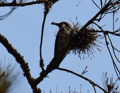Melanerpes formicivorus