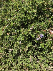 Ceanothus gloriosus