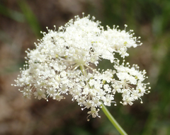 Perideridia parishii parishii