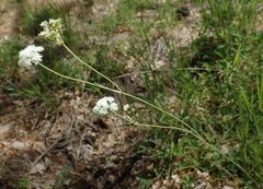 Perideridia parishii parishii