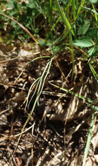 Perideridia parishii parishii