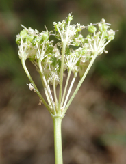 Perideridia parishii parishii