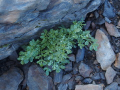 Barbarea taiwaniana