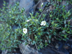 Cerastium morrisonense