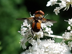 Ectophasia crassipennis