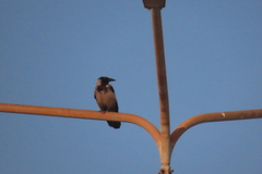 Corvus cornix