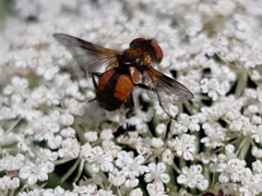 Ectophasia crassipennis