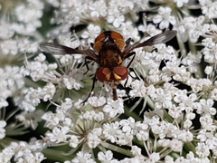 Ectophasia crassipennis