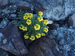 Barbarea taiwaniana