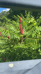 Rhus typhina