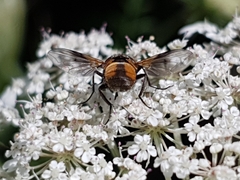 Ectophasia crassipennis