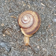 Webbhelix multilineata