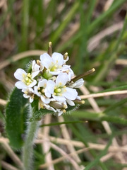 Arabis ciliata