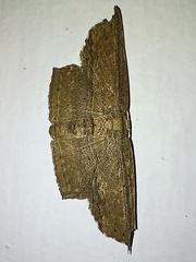 Phalacra