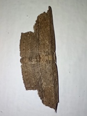 Phalacra
