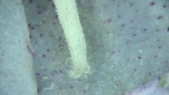 Campanula punctata punctata