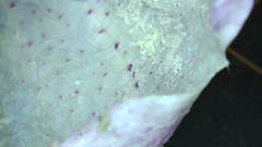 Campanula punctata punctata