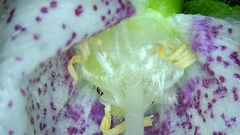 Campanula punctata punctata