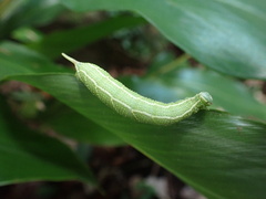 Cypoides chinensis