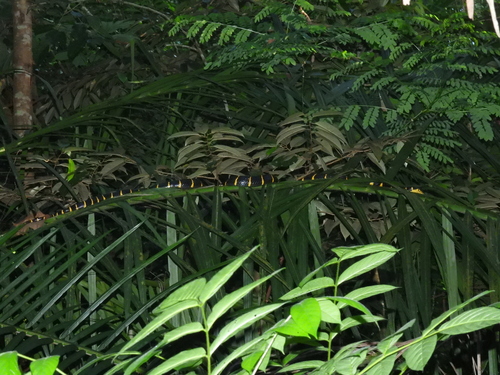 Gold-ringed Cat Snake, Boiga dendrophila