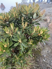 Comarostaphylis arbutoides