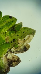 Pseudodineura fuscula