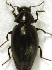 Epichorius sorenseni