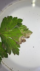 Pseudodineura fuscula