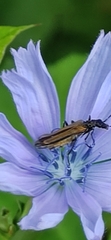 Oedemera femorata