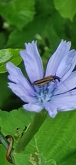 Oedemera femorata