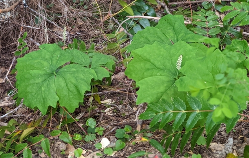 Deer's foot (Achlys californica)