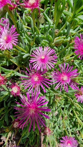 Delosperma cooperi