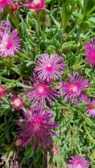 Delosperma cooperi