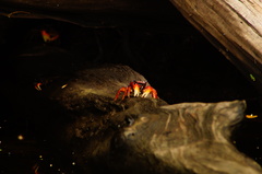 Goniopsis pulchra