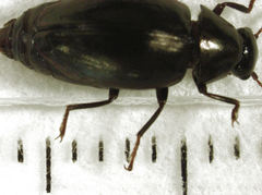 Epichorius sorenseni