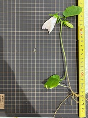 Campanula punctata punctata