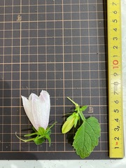 Campanula punctata punctata