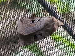 Diarsia esurialis