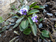 Viola thianschanica