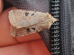 Diarsia esurialis
