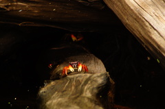 Goniopsis pulchra