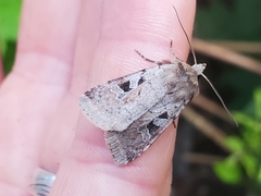 Diarsia esurialis