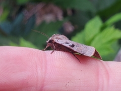 Diarsia esurialis