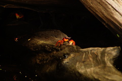 Goniopsis pulchra